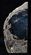 Medium Blue Forest Petrified Wood Bookends #3265-1